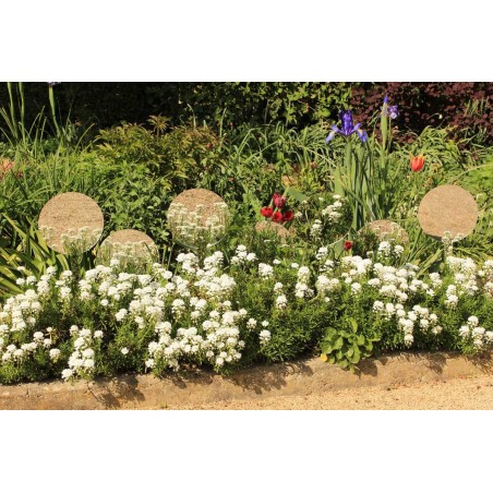 Round mirror to plant